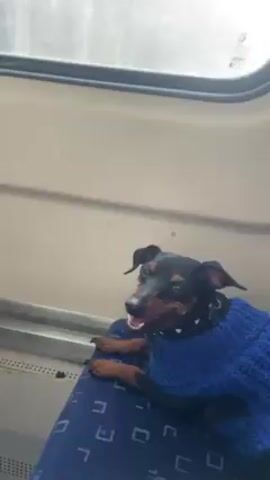 A small black and brown dog wearing a blue sweater sits on a blue patterned seat in a vehicle. The dog looks around and pants slightly. The camera pans to a window showing trees passing by.
