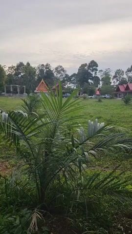 A medium shot captures an oil palm sapling in the foreground, its fronds reaching upwards against a backdrop of a grassy field. In the mid-ground, several buildings are visible, two with prominent orange, triangular roofs, suggesting a Southeast Asian architectural style. The buildings appear to be part of a larger complex, with cars parked in front of some of them. Trees dot the landscape behind the buildings, and the sky is overcast with a soft, diffused light, indicating it may be early morning or late evening. The overall scene is tranquil and pastoral.