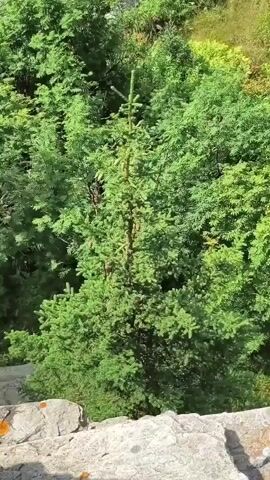 The video shows a dense forest with numerous coniferous trees. A single, younger fir tree stands in the foreground, surrounded by larger, mature evergreen trees. The camera pans up and to the right, revealing more of the forest canopy and a distant view of a hazy landscape with mountains or hills. The lighting suggests it is daytime, likely sunny, with shadows visible on the trees and ground. The environment appears to be natural and undeveloped, with rocks visible near the bottom of the frame.