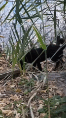 Autumn wildlife and woodland details along a Russian waterway