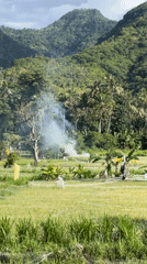 Rural rice field with scarecrows documented in Abang, Indonesia