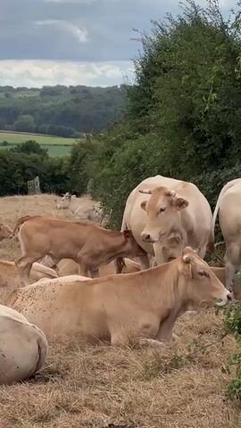 The video shows a herd of light brown cows in a field with dry grass. The cows are of varying sizes, suggesting a mix of adults and calves. In the foreground, several cows are lying down. In the middle ground, a larger cow stands over a smaller cow that is also lying down. The larger cow appears to be nuzzling or interacting with the smaller cow. In the background, more cows are visible lying down on a grassy slope. Beyond the field, there is a line of trees and a gently rolling landscape under a cloudy sky. The overall impression is a peaceful pastoral scene.