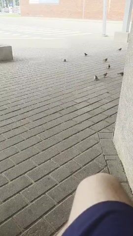 The video shows a person's legs, wearing blue shorts, sitting on a paved area. Several small birds are scattered across the paved ground. In the background, there is a brick building with a sign, and a white pillar. The scene appears to be outdoors, possibly in a public walkway or plaza. The lighting suggests it is daytime.