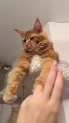 A hand reaches out to touch the paw of a large, orange, furry cat perched on top of a cat tree. The cat, which appears to be a Maine Coon, is lying down with its paws dangling over the edge. It swats at the hand with its paw and then rests its paw in front of its face. The cat is looking down, appearing somewhat sleepy or annoyed. The cat tree is covered in light gray, fuzzy material. The background is a plain, light-colored wall with a curtain visible on the left side. The lighting is soft and even.