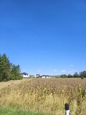 The video displays a rural landscape under a clear blue sky. The foreground features dry, tall grass. In the middle ground, a cornfield can be observed, alongside a few houses and some trees, including a prominent fir tree on the left. The background shows more houses and trees, extending into the distance. The camera is moving, giving a panoramic view of the scene. The overall impression is one of a sunny day in a semi-rural or suburban area.