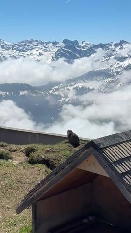 The video shows a marmot standing on a grassy hill overlooking a valley of clouds and snow-capped mountains. The marmot is facing away from the camera, towards the valley. In the foreground, there is a small wooden structure with a slanted roof. The sky is clear blue, but there are clouds in the valley below. Someone speaking in the background can be heard in the recording.