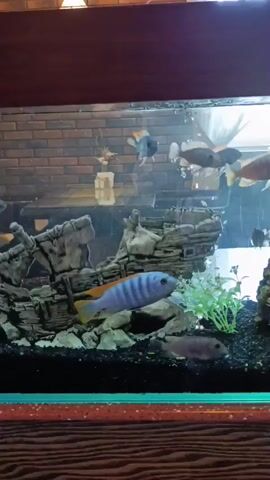 The video shows a freshwater aquarium with several African cichlid fish. The tank is decorated with artificial rocks, plastic plants, and black substrate. The fish swim throughout the tank. The aquarium has a dark wooden frame. A brick wall and a window are visible in the background.
