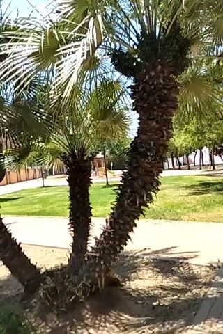 The video shows a low-angle, panning shot of a cluster of palm trees in a park-like setting. The trees have rough, brown trunks and green, fan-shaped fronds. In the background, there is a grassy area, a paved walkway, and buildings. The sky is blue and clear. The camera pans from left to right, showing different angles of the palm trees. The footage appears to be taken on a sunny day.