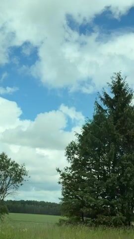 The video begins with a view of a partly cloudy blue sky. The camera pans to the right, revealing a line of trees, primarily evergreen, against the sky. There are a few deciduous trees interspersed. The lower portion of the frame shows a grassy field with some sparse vegetation. A yellow triangle warning sign and a white object are visible in the foreground of the initial shot. As the camera continues to move, the trees become more prominent, obscuring more of the sky. The overall scene appears to be an outdoor landscape, possibly a rural or natural setting, viewed from a moving vehicle.