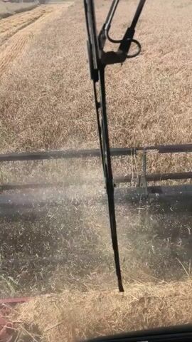 The video shows a view from inside a combine harvester as it cuts a field of dry, golden crop. Dust and chaff are being thrown up by the machinery. The combine's windshield wipers are visible, and through them, the harvested crop and the farmland are seen. The scene appears to be a sunny day.