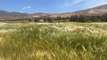 Grain harvest season documented in rural Morocco fields