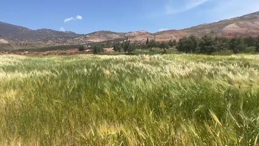 Grain harvest season documented in rural Morocco fields