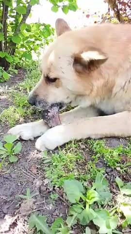 A light-colored dog is lying on the ground, actively chewing on a bone or hard chew toy. The dog is positioned under some green foliage, with another bush featuring reddish-brown leaves visible in the background. The ground is a mix of dirt and sparse green grass. The dog shifts its body slightly while continuing to gnaw on the object. The scene takes place outdoors during daylight hours.