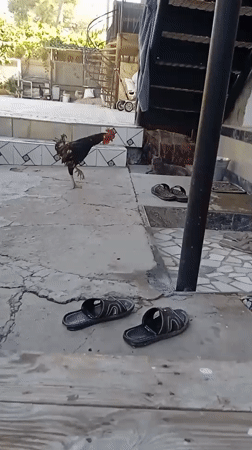 Cats and chickens share a Kogon City courtyard