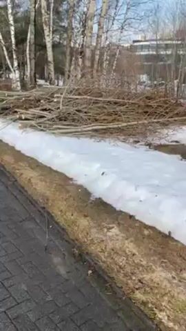The video shows a paved path lined with snow in a park or wooded area in winter. Piles of tree branches are stacked along the side of the path.  Bare birch trees stand on either side of the path, and there is a snow-covered field in the background. The sky is blue with some wispy clouds. There is no visible action or people.