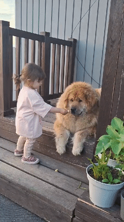 Girl plays with golden dogs on porch steps in Russia