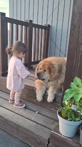 Girl plays with golden dogs on porch steps in Russia