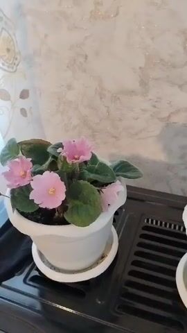 The video shows a close-up of two potted African violets, each with delicate pink flowers and dark green, velvety leaves. The pots are sitting on a black, textured surface, which appears to be a stovetop with a patterned grate. In the background, a wall with a marble-like texture and a floral wallpaper pattern is visible. To the left, a window with sheer curtains lets in natural light, casting a subtle shadow on the wall. The overall scene is domestic and suggests an indoor setting, likely a home. There is no visible text in the video. The activity is simply the presentation of the plants, with no other action taking place. The lighting suggests it is daytime.