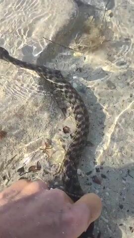 A close-up shot shows a snake with a dark patterned body submerged in shallow, clear water. The snake's head is raised out of the water, and its tongue flickers. The water is very clear, allowing visibility of the sandy bottom scattered with small shells and pebbles. In the foreground, the edge of a human hand is visible, with skin tone suggesting fair to medium complexion, reaching towards the snake, possibly interacting with it. The water's surface is disturbed by ripples, creating shimmering light patterns on the bottom. The overall lighting suggests a bright, sunny day.
