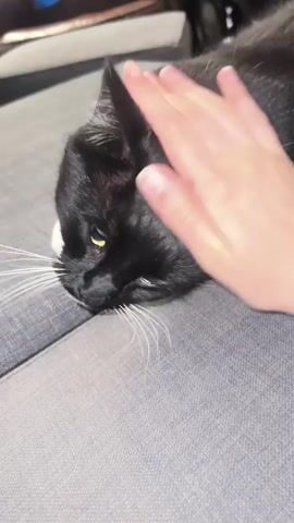 The video shows a person petting a black-and-white cat on a gray couch. The cat is lying down and appears relaxed. It has white paws and whiskers, and a red collar. The person's hand is briefly seen petting the cat's head and body. The couch is made of a textured gray fabric.