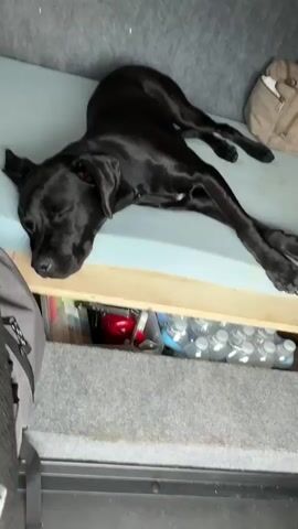 A black dog is sleeping on a light blue surface. The dog is lying on its side with its legs extended. There are items stored underneath the blue surface, including bottles of water. The environment appears to be indoors, possibly a vehicle or a camper van, given the textured walls and the presence of storage compartments.