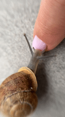 Garden snails documented on concrete surfaces in Limassol, Cyprus