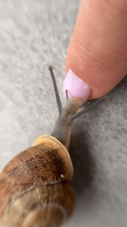 Garden snails documented on concrete surfaces in Limassol, Cyprus