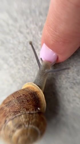 Garden snails documented on concrete surfaces in Limassol, Cyprus