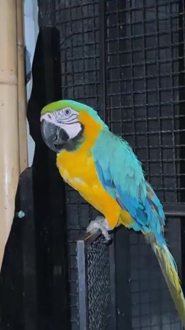 A vibrantly colored macaw, predominantly blue and yellow with green on its head, is perched on a metal bar. The bird is looking to its left, its gaze directed slightly downward. Its feathers appear smooth and well-maintained, and its beak is a dark, solid color.

Behind the bird, a black metal grate forms the background, suggesting it might be in an enclosure such as a zoo or aviary. To the left of the macaw, a textured, light-colored object, possibly a bamboo stalk, runs vertically. The lighting in the scene is somewhat dim, casting shadows, and giving the impression that it might be nighttime or indoors with artificial lighting.

In the foreground, a human hand with visible fingers enters the frame from the bottom right corner and briefly extends towards the macaw before retracting. The hand appears to be reaching out to the bird.

The overall scene is static, with the macaw remaining in a consistent pose for the duration of the clip. There is no visible text within the media file. The location of Wichit, Thailand, is provided as context, but there are no specific visual cues within the image to confirm this location, other than the general possibility of tropical birds being found in such regions. The emotion conveyed is primarily one of observation of the bird.