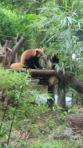 A red panda is perched on a wooden structure surrounded by lush green foliage. The panda is primarily orange-red with black markings on its face, legs, and belly. Its long, bushy tail is also visible. The panda is eating from a bamboo plant. The environment appears to be an outdoor enclosure, possibly a zoo or sanctuary, with trees and other vegetation. The lighting suggests it is daytime.