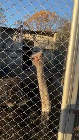 An ostrich with black feathers, a long white neck, and a pink beak is shown enclosed behind a chain link fence. The ostrich is viewed at eye level from outside its enclosure and is facing forward in the frame. The ostrich stretches its neck upwards, its beak agape as if calling out. Behind the fence, a one-story structure with a grey roof and a single window is visible. A tree with yellow leaves is visible in the background. The sky is light blue.