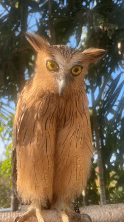 Buffy Fish Owl up close in Kuta Selatan, Bali