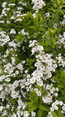 Person in black jacket observed among flowering bushes