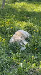 White dog rests in dandelion field in Kryvyi Rih