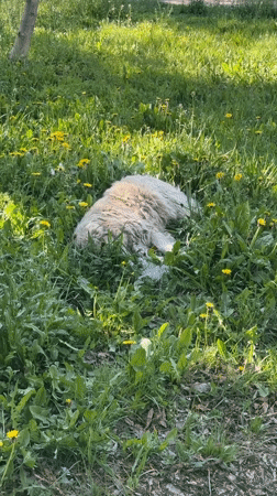 White dog rests in dandelion field in Kryvyi Rih