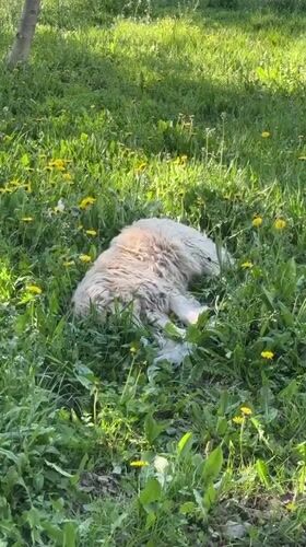 White dog rests in dandelion field in Kryvyi Rih