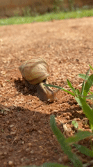 Snail and dog spotted in Nigerian village morning