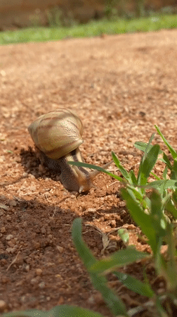 Snail and dog spotted in Nigerian village morning
