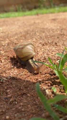 Snail and dog spotted in Nigerian village morning