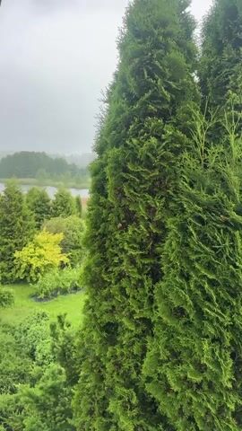 The video begins with a close-up shot of two tall, vibrant green thuja trees. The camera then pans slowly to the right, revealing more of the surrounding landscape. In the background, a lush green lawn slopes down towards a small, calm pond. Beyond the pond, a dense forest of trees stretches across the horizon, with rolling hills visible in the distance. The sky is overcast and appears to be a dull gray, suggesting a cloudy or possibly rainy day. The overall impression is one of a serene, natural environment. There are no people or animals visible in the video.
