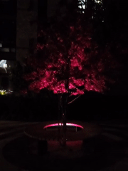 Pink-lit tree observed in nighttime Kyiv street scene