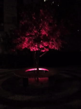 Pink-lit tree observed in nighttime Kyiv street scene
