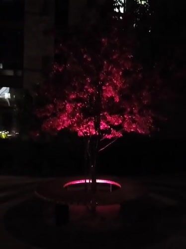 Pink-lit tree observed in nighttime Kyiv street scene