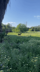 Horse grazes in wildflower field near Kuşadası, Turkey