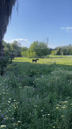 Horse grazes in wildflower field near Kuşadası, Turkey