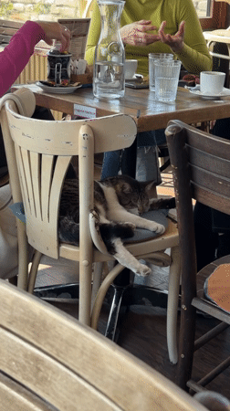 Cat naps on café chair in Belgrade suburb