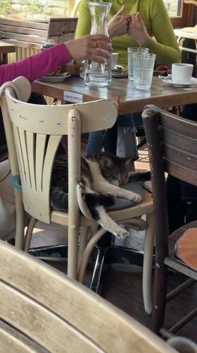 Cat naps on café chair in Belgrade suburb