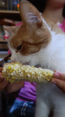 Orange cat snacks on corn on the cob in Cherkasy