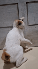 Calico cat spotted by witnesses in Indonesia villages