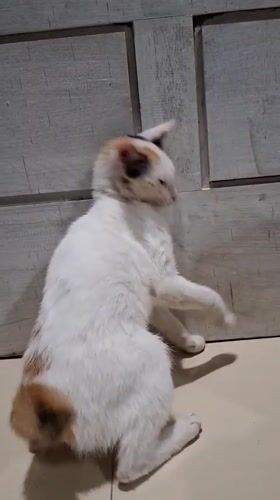 Calico cat spotted by witnesses in Indonesia villages